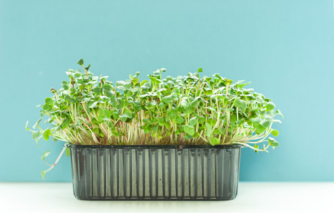 Arugula Microgreens