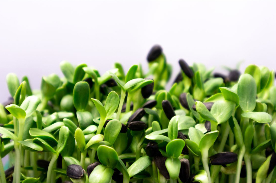 Sunflower Microgreens